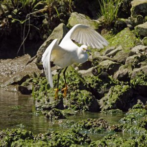 thiswaytotheegret2k.jpg