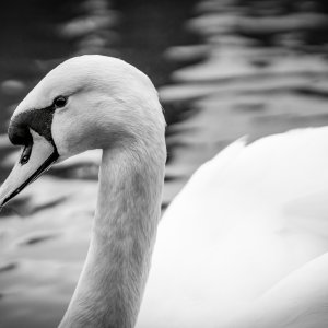 C0367AE2-331C-4BB9-8C94-597DAFA7B800.jpeg