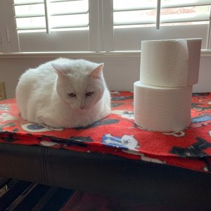 Luna guarding toilet paper rolls.jpeg