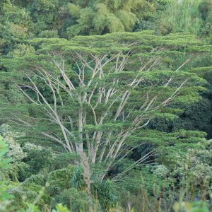 tree-1.jpg