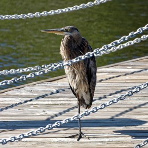 Alfred Warming Himself in the Sun on the Pier.jpeg