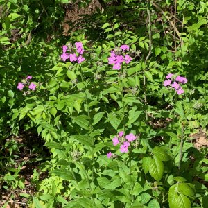 Battelle Darby Creek - Purple wildflowers.jpeg