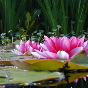 Water Lily.JPG