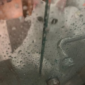 Luna at shower door 4.jpeg