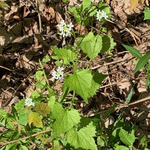 Battelle Darby Creek - White wildflowers.jpeg