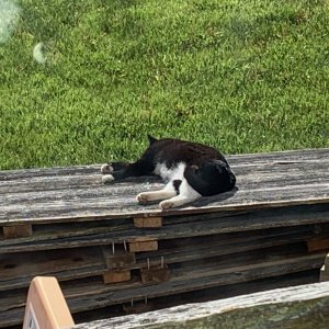 Momma Kitty sleeping on wood pile.jpeg