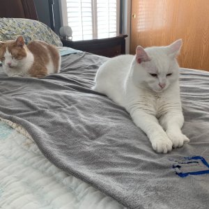 Luna and Sinclair on bed.jpeg