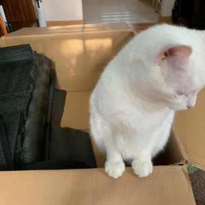 Luna in big brown box.jpeg