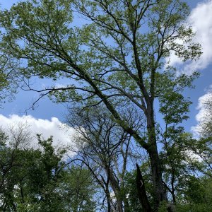 IMG_0754.jpeg