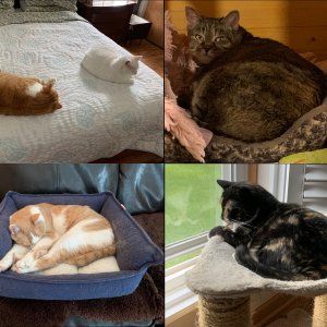 Cats at rest 2021-05-17.jpg