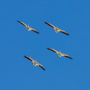 IMG_1214.jpg