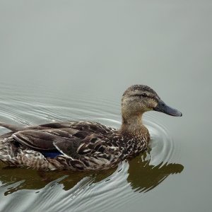 Adolescent Female Mallard.jpeg