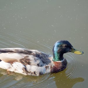 Adolescent Male Mallard On His Way to Adulthood.jpeg
