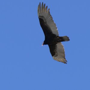 turkeyvulture.jpg