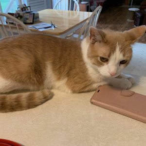 Sinclair next to pink iPhone.jpeg