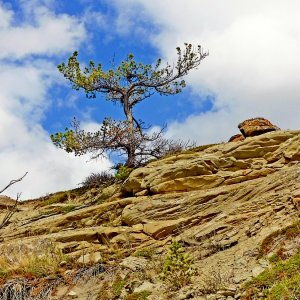21_308LimberPine.jpg