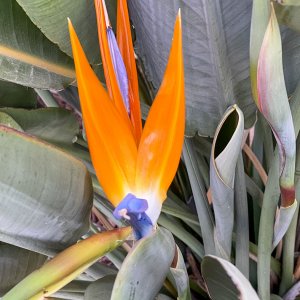 IMG_7981.jpg