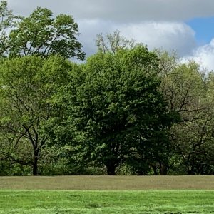 Trees in a field 1.jpeg