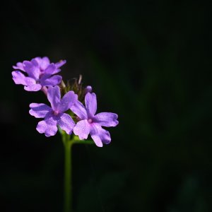 5B85B87A-38B4-429F-BC1B-BDBBA5734EF6.jpeg