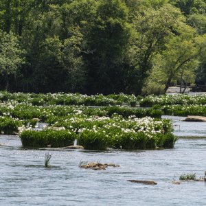 Rock Hill 2500px-39.JPG