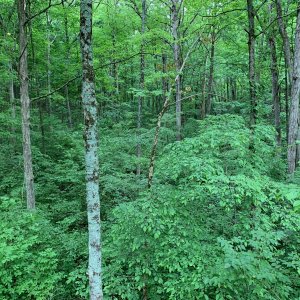 Battelle Darby Creek - Camp Chase Trail - Woods near trail 2.jpeg