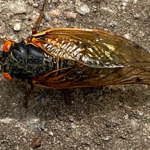 Cicada.jpeg
