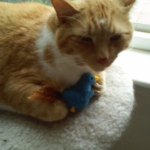 Bogart with his new catnip toy.jpg