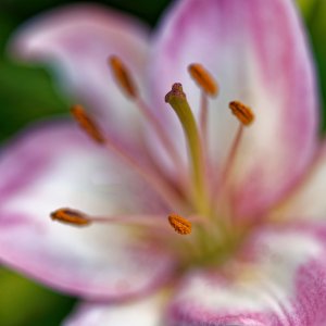 Rising From the Center.jpeg