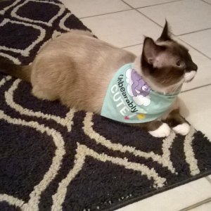 Sherlock wearing bandana.jpg