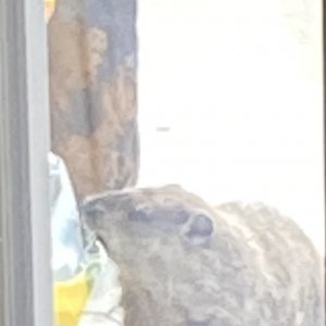 Ground Hog.jpeg