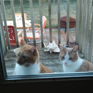 Sinclair and Bogart at back door.jpg