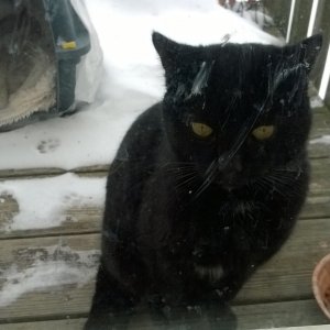 Zorro at back door 1.jpg