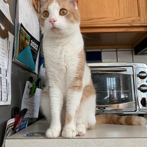 Sinclair on counter in front of toaster oven.jpeg