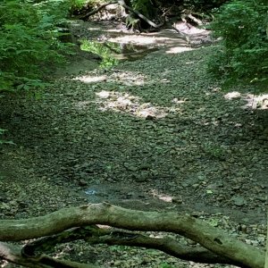 Battelle Darby Creek - Small creek at foot of hill 2021-06-05.jpeg
