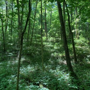 Battelle Darby Creek - Terrace Trail - Woods near trail 1.jpeg