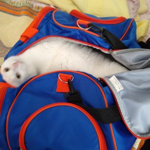 Luna in Gator gym bag 4.jpg
