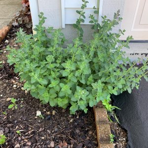 Plants - Catnip.jpeg