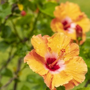 Hibiscus -2500px-2.JPG