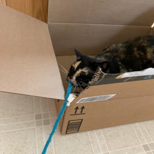 Watson playing with blue cat toy 2.jpeg