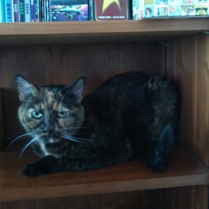 Fiona on bookshelf.jpg