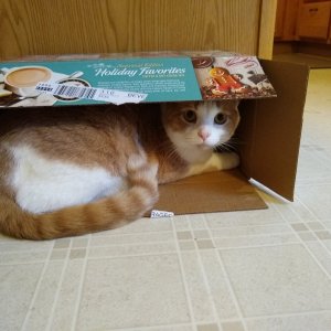 Sinclair in coffee box.jpg