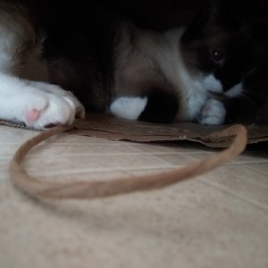 Sherlock in LL Bean bag.jpg