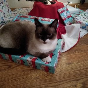 Sherlock on top of Christmas present.jpg