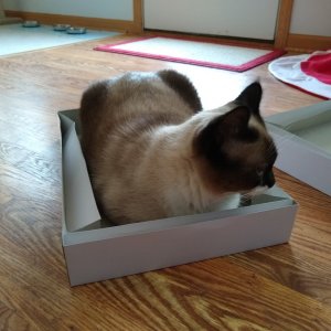 Sherlock in Christmas present box.jpg