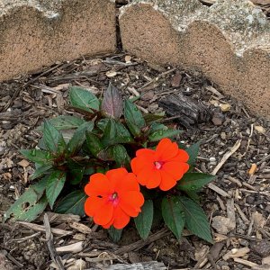 Plants - Annual with red flowers.jpeg