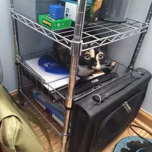 Watson in wireframe shelf unit.jpg