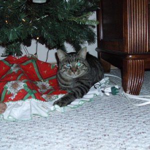 Mulder under Christmas tree 1.jpg