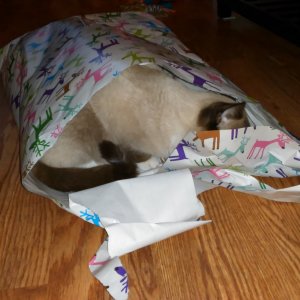 Sherlock in Christmas paper wrapping.jpg