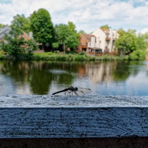 Dragonfly Pays a Visit.jpeg