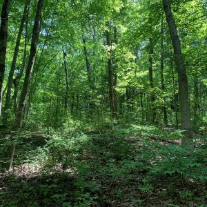 Battelle Darby Creek - Trees next to counter clockwise hill climb 1.jpeg